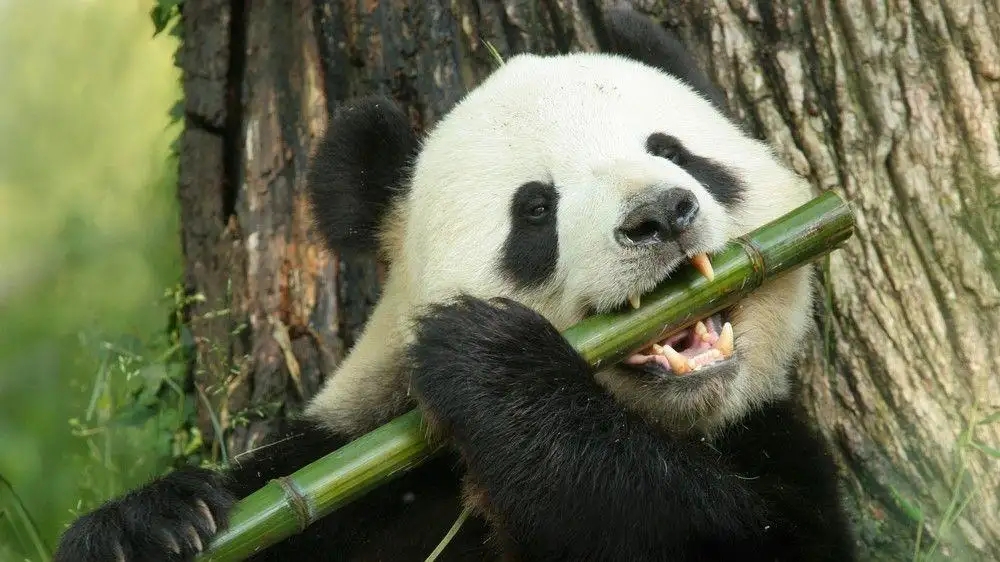 大黑熊搏击_世界杯大黑熊_大黑熊卡通图片