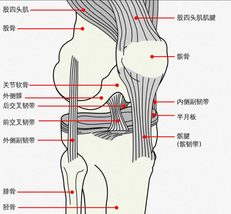 前交叉韧带（ACL）撕裂：常见运动伤病的原因与预防措施